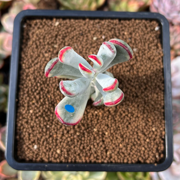 Cotyledon 'Orbiculata' Variegated 1" Succulent Plant