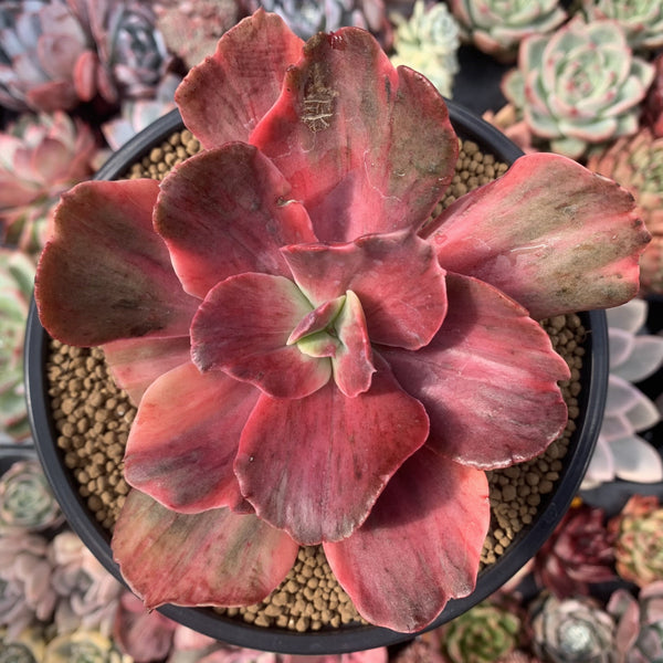 Echeveria 'Frill' sp. Variegated 6" Specimen Succulent Plant