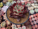 Echeveria Agavoides 'New Year' 5"-6" Succulent Plant