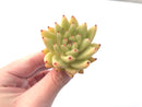 Echeveria Agavoides 'Golden Maria' 2"-3' Succulent Plant