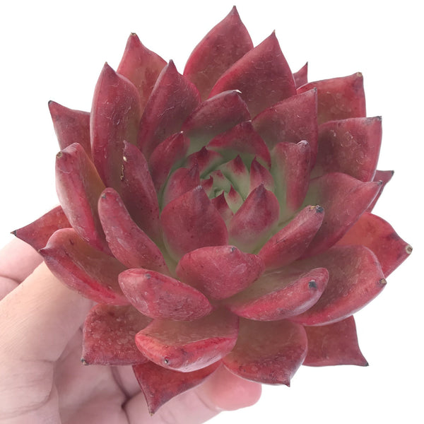 Echeveria Agavoides 'Amestro' 5" Selected Clone Succulent Plant