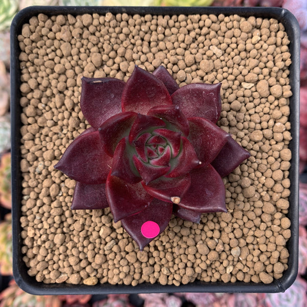 Echeveria Agavoides 'Luming' 4" Succulent Plant