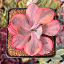 Echeveria 'Angel Wings' Variegated 3" Succulent Plant