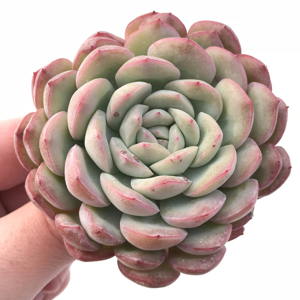 Echeveria ‘Yusuke’ 4" Rare Succulent Plant