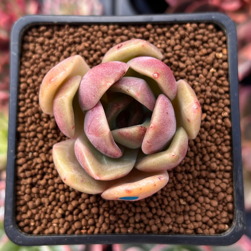 Echeveria 'Green Puff' 2" New Hybrid Succulent Plant