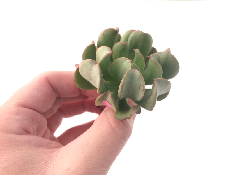 Echeveria 'Black Hawk' 2"-3" Succulent Plant