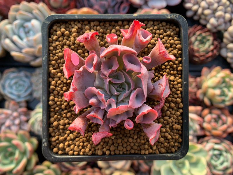 Echeveria 'Trumpet Pinky' 2"-3" Succulent Plant