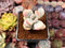 Cotyledon 'Orbiculata' Variegated 2" Succulent Plant