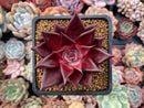 Echeveria Agavoides 'Luming' 3" Succulent Plant