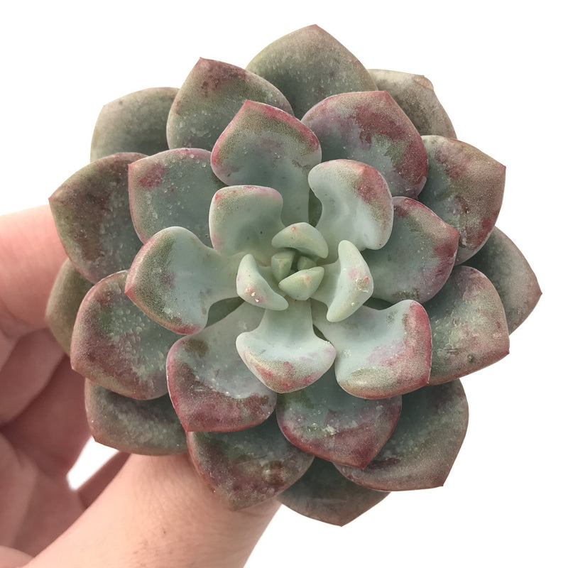 Echeveria 'Amore' 2"-3" Succulent Plant