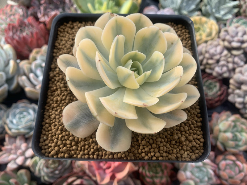 Echeveria Runyonii Variegated (Aka Echeveria 'Akaihosi' Variegated) 3" Succulent Plant