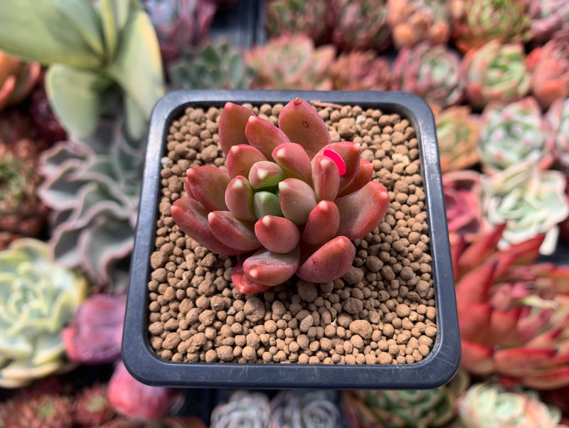 Pachyphytum Compactum 'Pink Glaucum' 1"-2" Succulent Plant