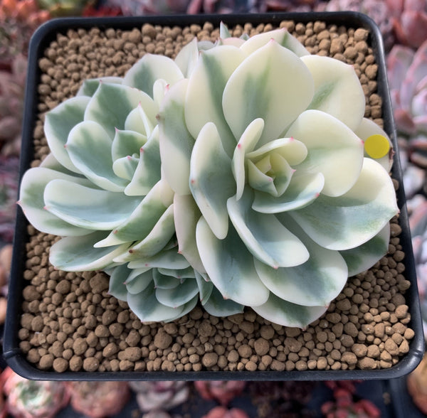 Echeveria 'Compton Carousel' Variegated 4" Cluster Succulent Plant