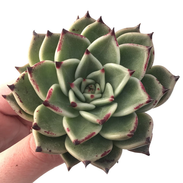 Echeveria Agavoides 'Sarabony' 3" 'Sarahime' X 'Ebony' Hybrid Succulent Plant