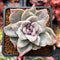 Graptoveria 'Harry Watson' Mutant 2" Succulent Plant