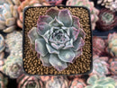 Echeveria 'Hearts Choice' 2" Succulent Plant