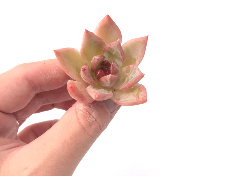 Echeveria sp. Small 1" Succulent Plant