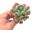 Graptosedum Francesco Baldi Lightly Variegated 2"-3" Rare Succulent Plant