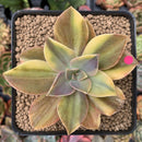 Graptoveria 'Fred Ives' Variegated 3" Succulent Plant