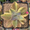 Graptoveria 'Fred Ives' Variegated 3" Succulent Plant