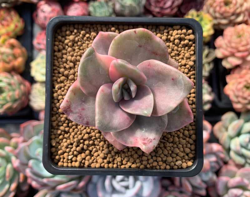 Graptopetalum 'Bainesii' Variegated 2" Succulent Plant