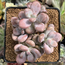 Graptopetalum 'Amethystinum’ 4” Cluster Succulent Plant