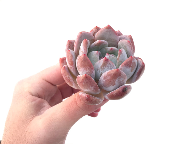 Echeveria 'Orange Monroe' 3" Powdery Succulent Plant