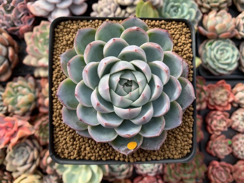 Echeveria 'Lonely Heart' 4" Powdery Succulent Plant