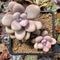 Graptopetalum 'Amethystinum’ 2” Succulent Plant