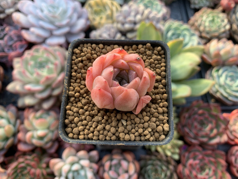 Echeveria 'Pink Ping Pong' 1" New Hybrid Small Succulent Plant