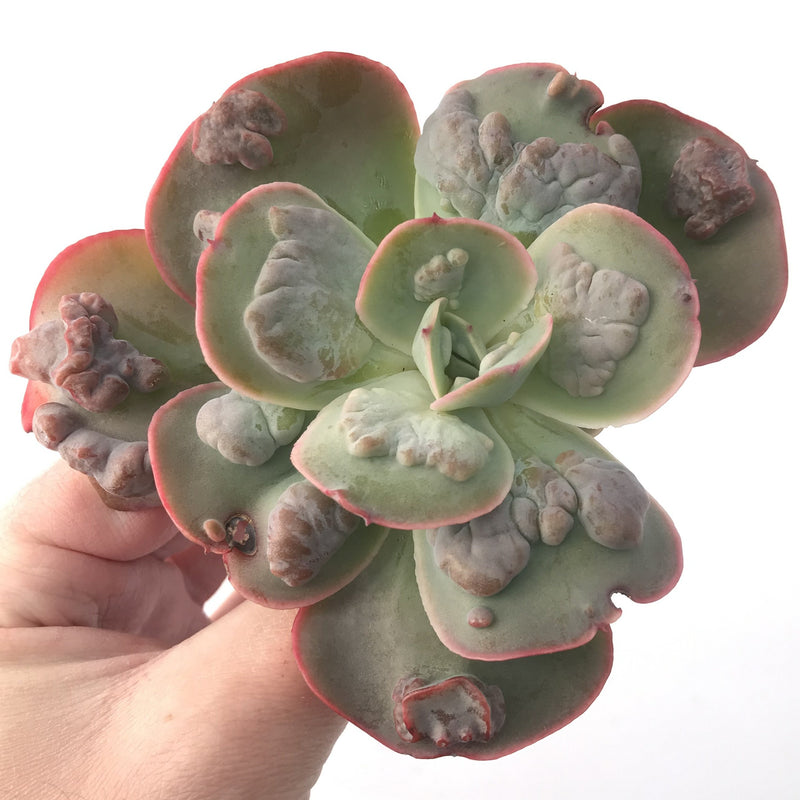 Echeveria Frill sp. 4 Succulent Plant