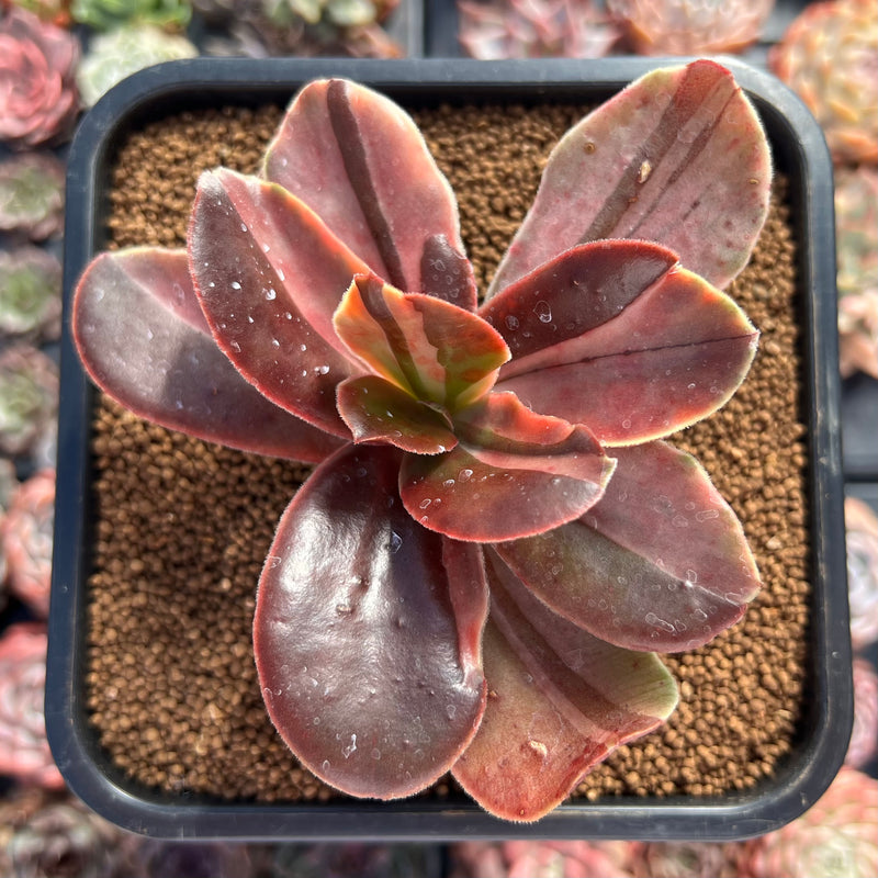 Echeveria 'Fimbriata' Variegated AKA 'Fasciculata' 4" Succulent Plant