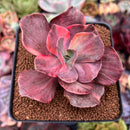 Echeveria 'Red Phoenix' Variegated 4" Succulent Plant