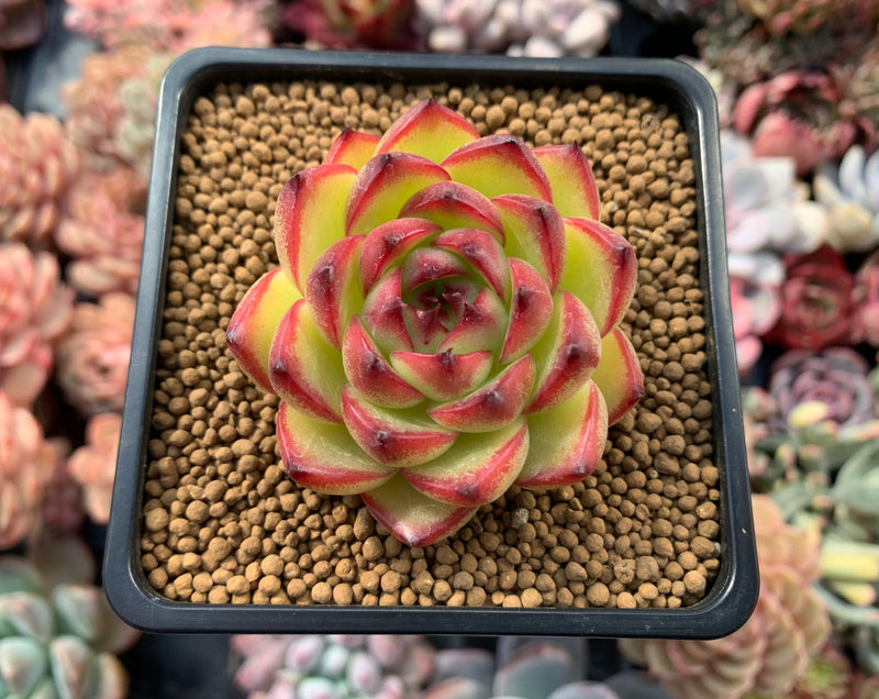 Echeveria Agavoides 'Moonstone' 2" Succulent Plant