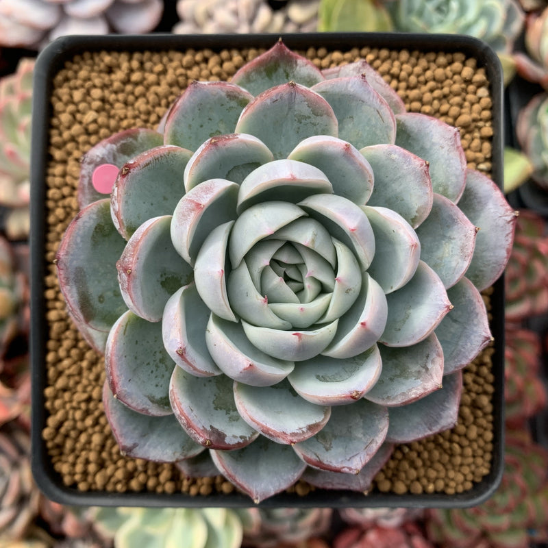 Echeveria 'Lonely Heart' 4" Powdery Succulent Plant