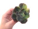 Echeveria 'Blue Metal' Variegated 3" Extremely Rare Succulent Plant