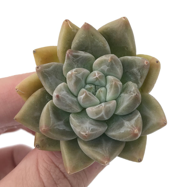 Echeveria 'Tolimanensis' 1-2" Succulent Plant