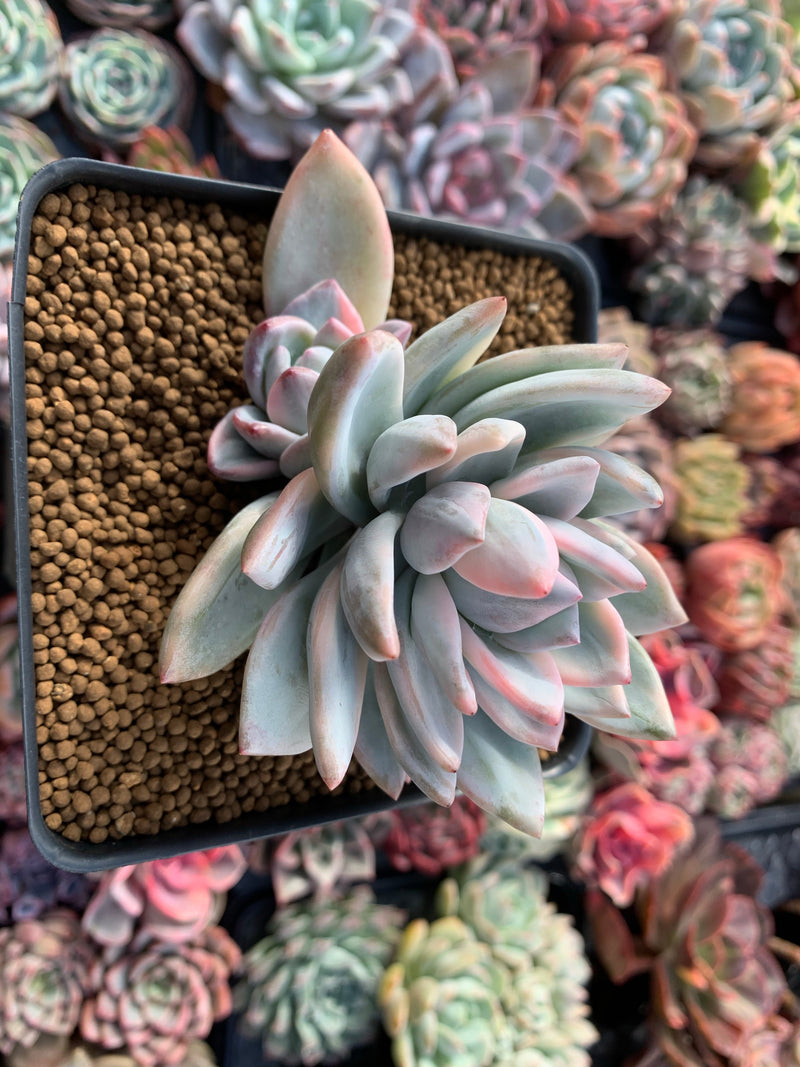 Pachyveria 'Simonoasa' Variegated 3"-4" Powdery Succulent Plant