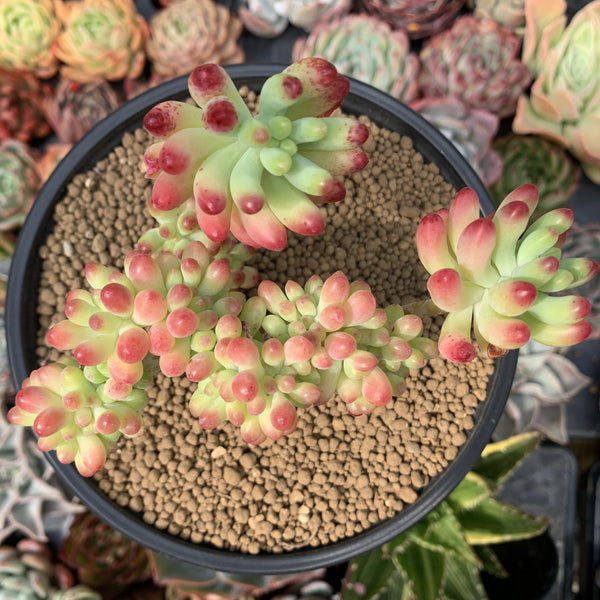 Sedum 'Pachyphyllum' Crested 3" Succulent Plant