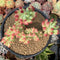 Sedum 'Pachyphyllum' Crested 3" Succulent Plant