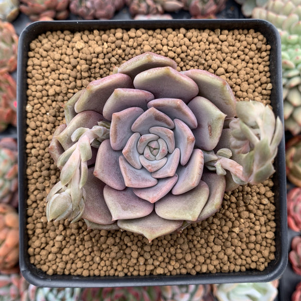 Echeveria 'Pastel Leon' 3"-4" New Hybrid Powdery Succulent Plant