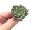 Echeveria 'Suntory' New Hybrid 2" Succulent Plant