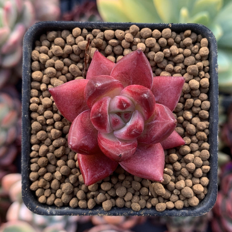 Echeveria Agavoides 'Red Rubin' 1" Small Succulent Plant