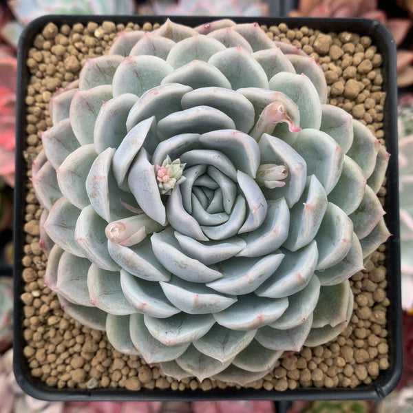 Echeveria 'Jocelyn' 4" Succulent Plant