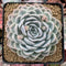 Echeveria 'Jocelyn' 4" Succulent Plant