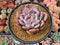 Echeveria 'Elegans Potosina' 5" Succulent Plant