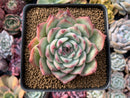 Echeveria 'Chihuahuaensis' 4" Succulent Plant