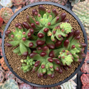 Sedum 'Rubrotinctum' Cluster 4" Succulent Plant