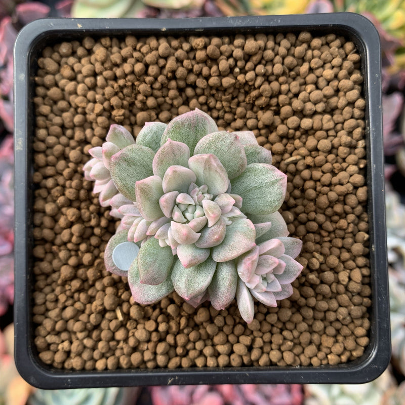 Echeveria 'Little Rose' Variegated 1"-2" Succulent Plant