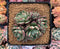 Echeveria 'Joan Daniel' 4" Cluster Succulent Plant